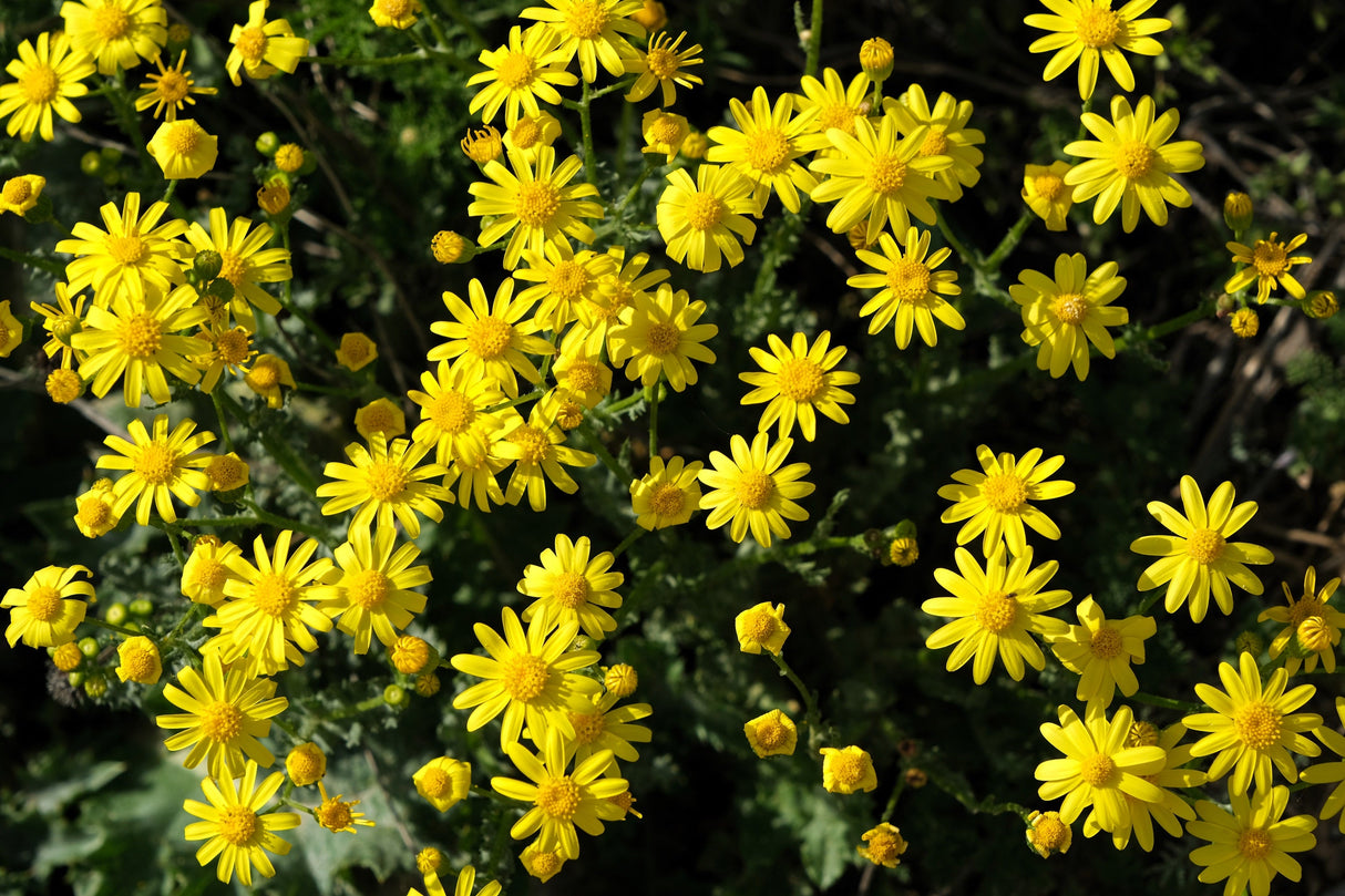 1000 DAHLBERG DAISY Thymophylla Tenuiloba Yellow Flower Seeds - aka Golden Fleece, Gold Carpet, Shooting Star