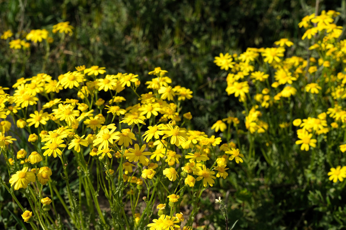 1000 DAHLBERG DAISY Thymophylla Tenuiloba Yellow Flower Seeds - aka Golden Fleece, Gold Carpet, Shooting Star