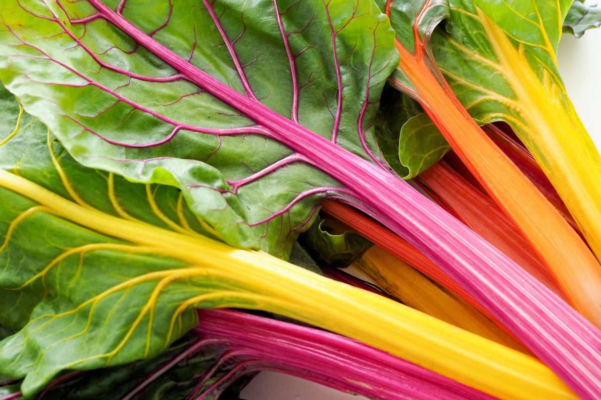 150 Mixed Colors NORTHERN LIGHTS SWISS CHARD (Perpetual Spinach) Beta Vulgaris Cicla Vegetable Seeds