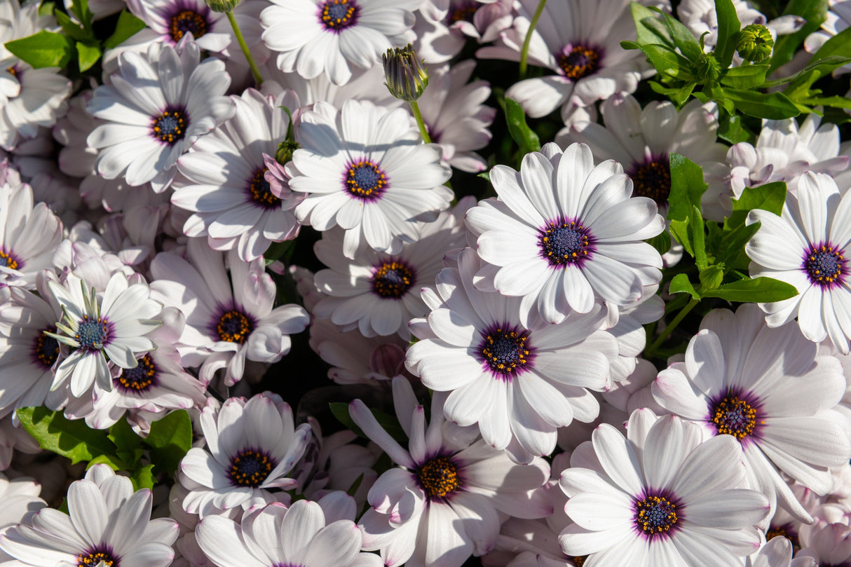 50 WHITE AFRICAN Cape DAISY Dimorphotheca Sinuata Flower Seeds