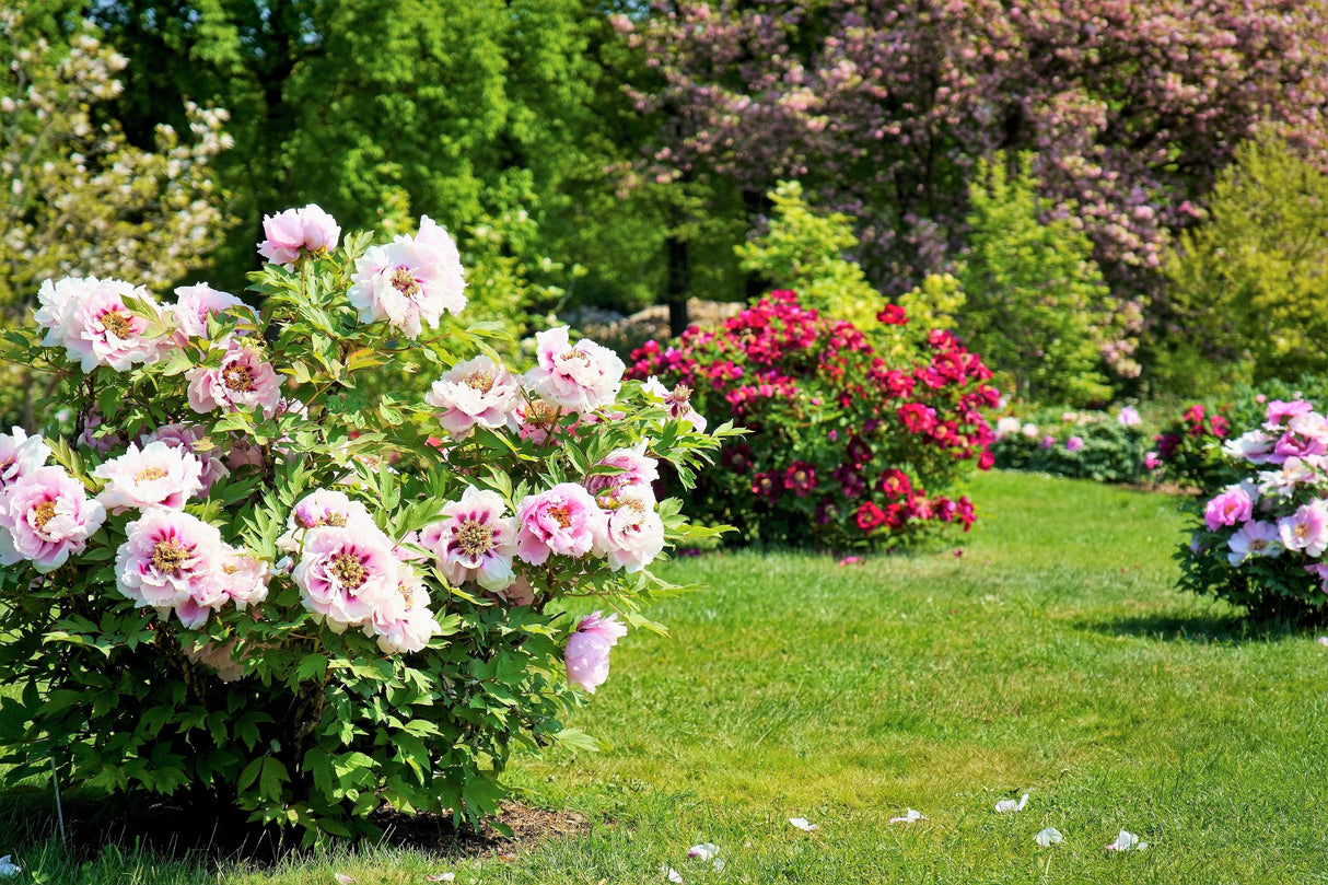 10 TREE PEONY Mountain Paeony Paeonia Suffruticosa Arborea Mixed Colors Red Pink White Purple Yellow Bicolor Flower Shrub Seeds