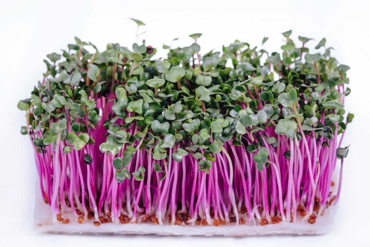 100 CHINA ROSE RADISH (Chinese Winter Radish) Raphanus Sativus Vegetable Seeds