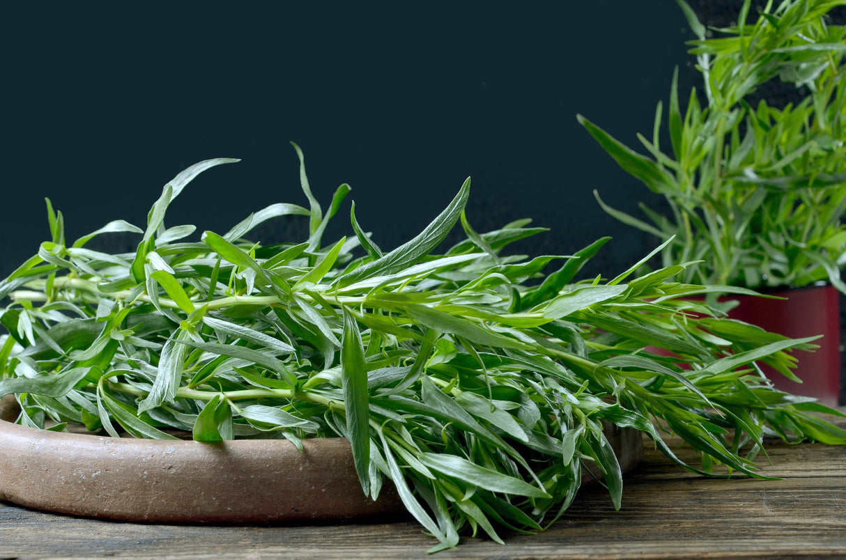 100 TARRAGON - Kitchen / Common / Dragons Wort - Artemisia Dracunculus Flower Culinary Herb Seeds