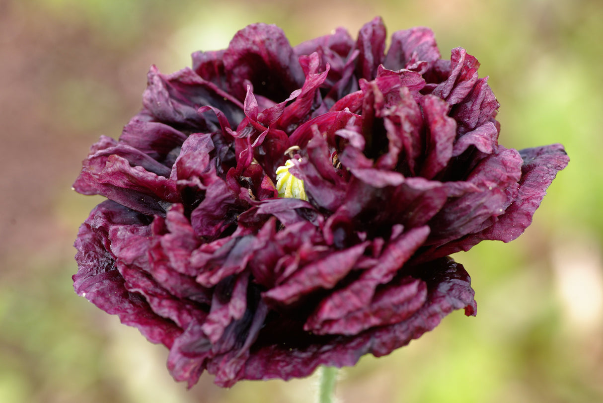 250 BLACK PEONY POPPY Papaver Peoniflorum Flower Seeds