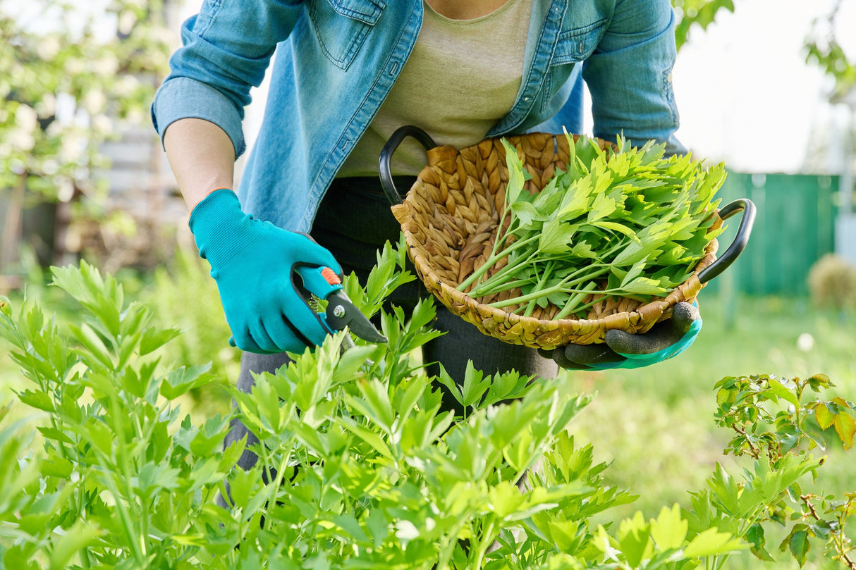 50 LOVAGE Levistucum Officinale - Flavor like celery & anise - Herb Flower Seeds