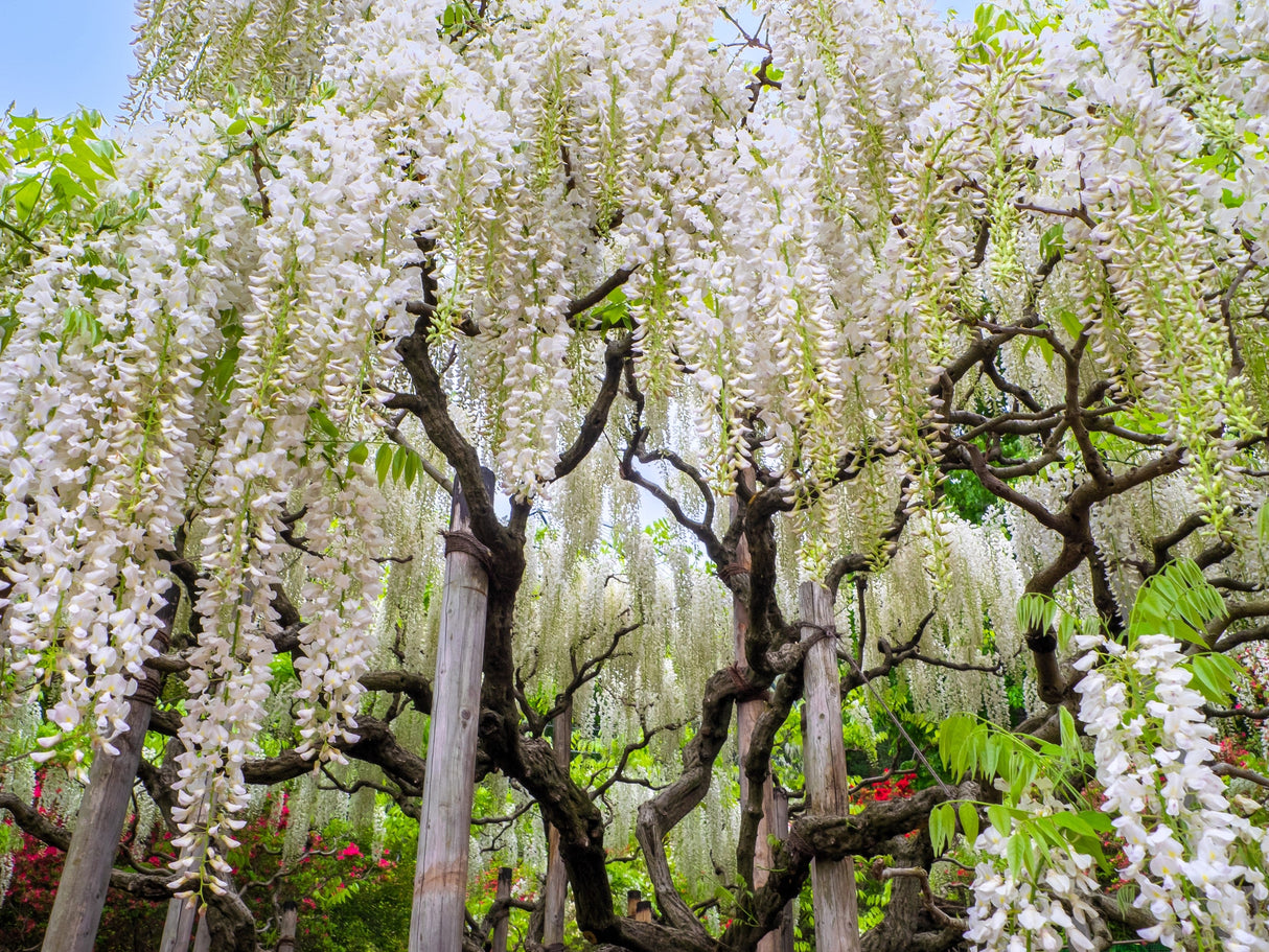 5 WHITE WISTERIA Floribunda Alba Ornamental Japanese Flower Vine Seeds