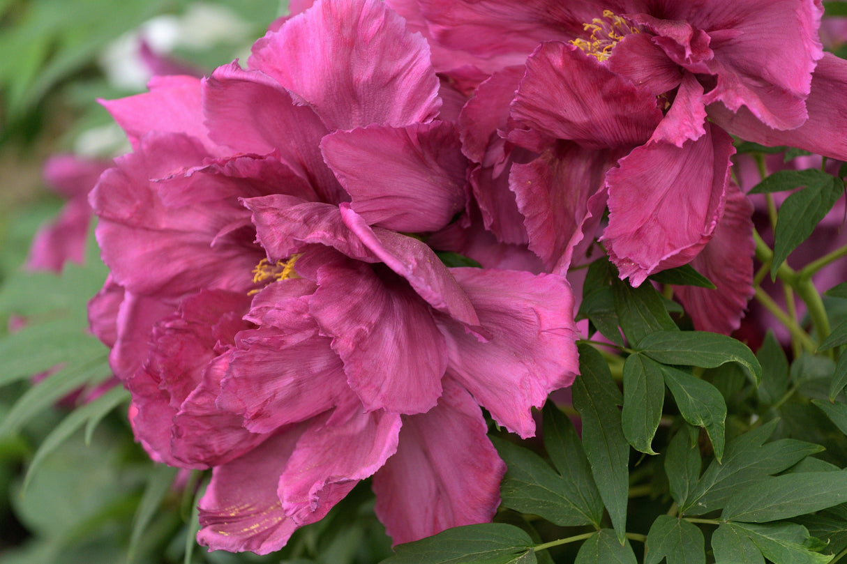 10 TREE PEONY Mountain Paeony Paeonia Suffruticosa Arborea Mixed Colors Red Pink White Purple Yellow Bicolor Flower Shrub Seeds