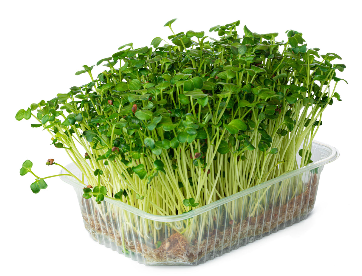 2000 CRIMSON GIANT RADISH Raphanus Sativus Vegetable Seeds