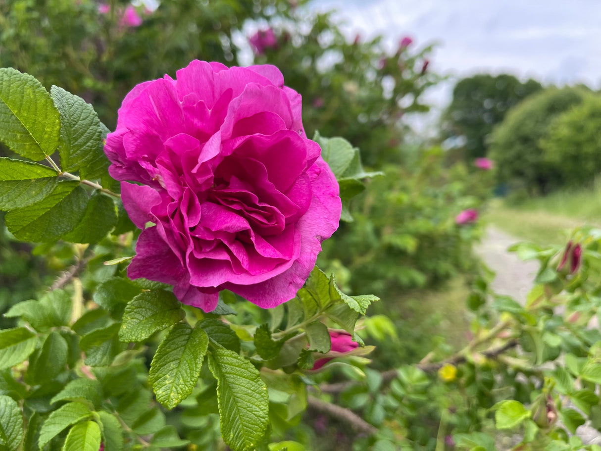30 JAPANESE RED ROSE Bush Rosa Rugosa Rubra Rugrose Fragrant Flower Seeds