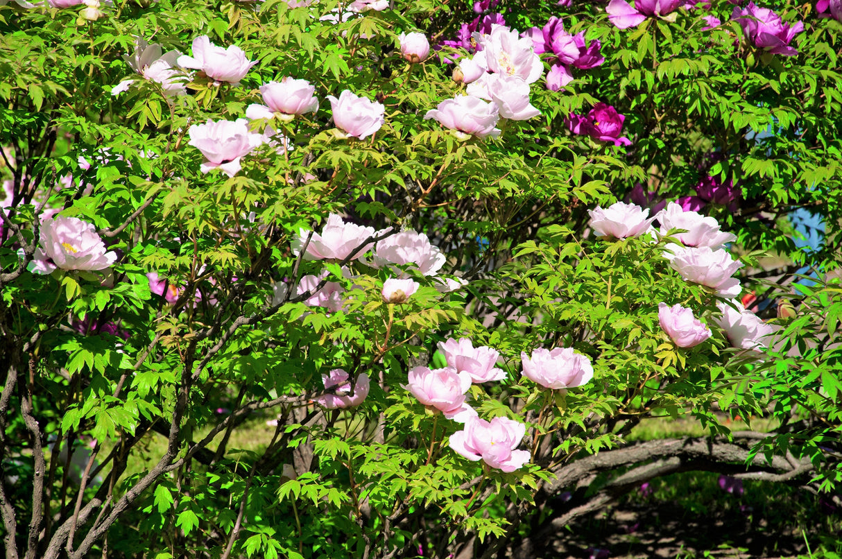10 TREE PEONY Mountain Paeony Paeonia Suffruticosa Arborea Mixed Colors Red Pink White Purple Yellow Bicolor Flower Shrub Seeds