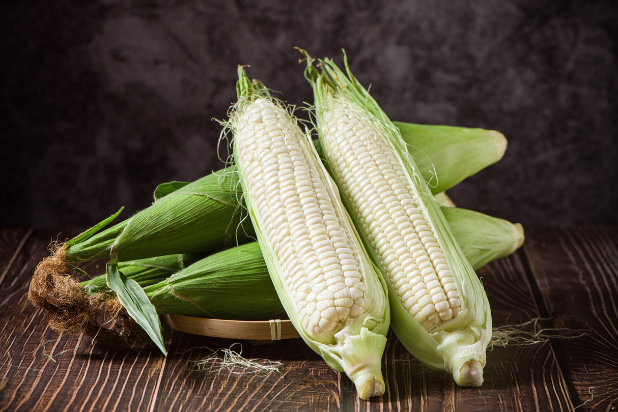 100 Truckers Favorite WHITE SWEET CORN Zea Mays Vegetable Seeds