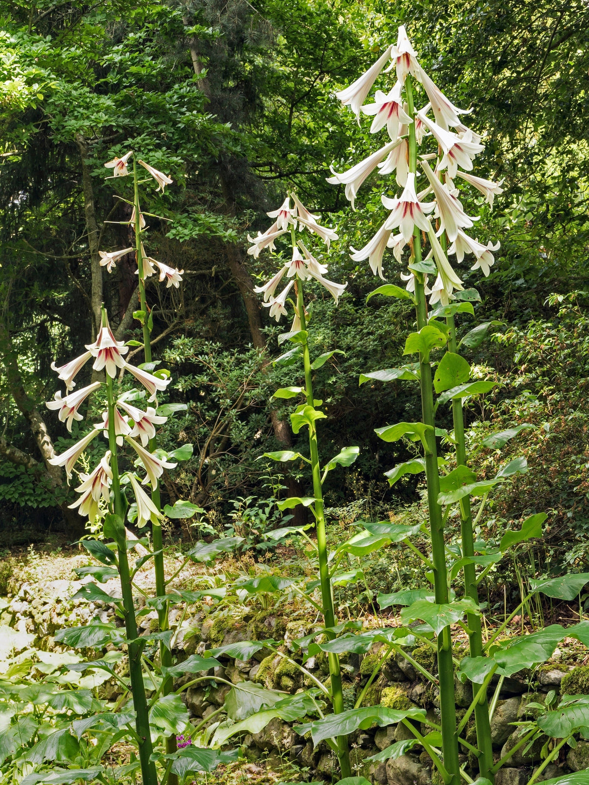 10 Seeds GIANT HIMALAYAN LILY Cardiocrinum Giganteum White & Red Shade Flower