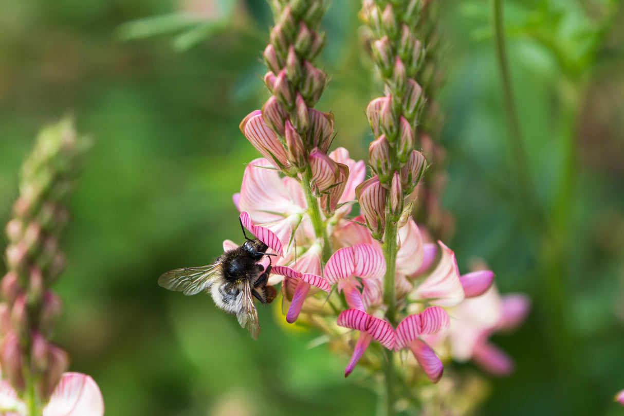 50 PINK SAINFOIN Common Onobrychis Viciifolia Holy Clover Legume Ground Cover Forage Flower Seeds