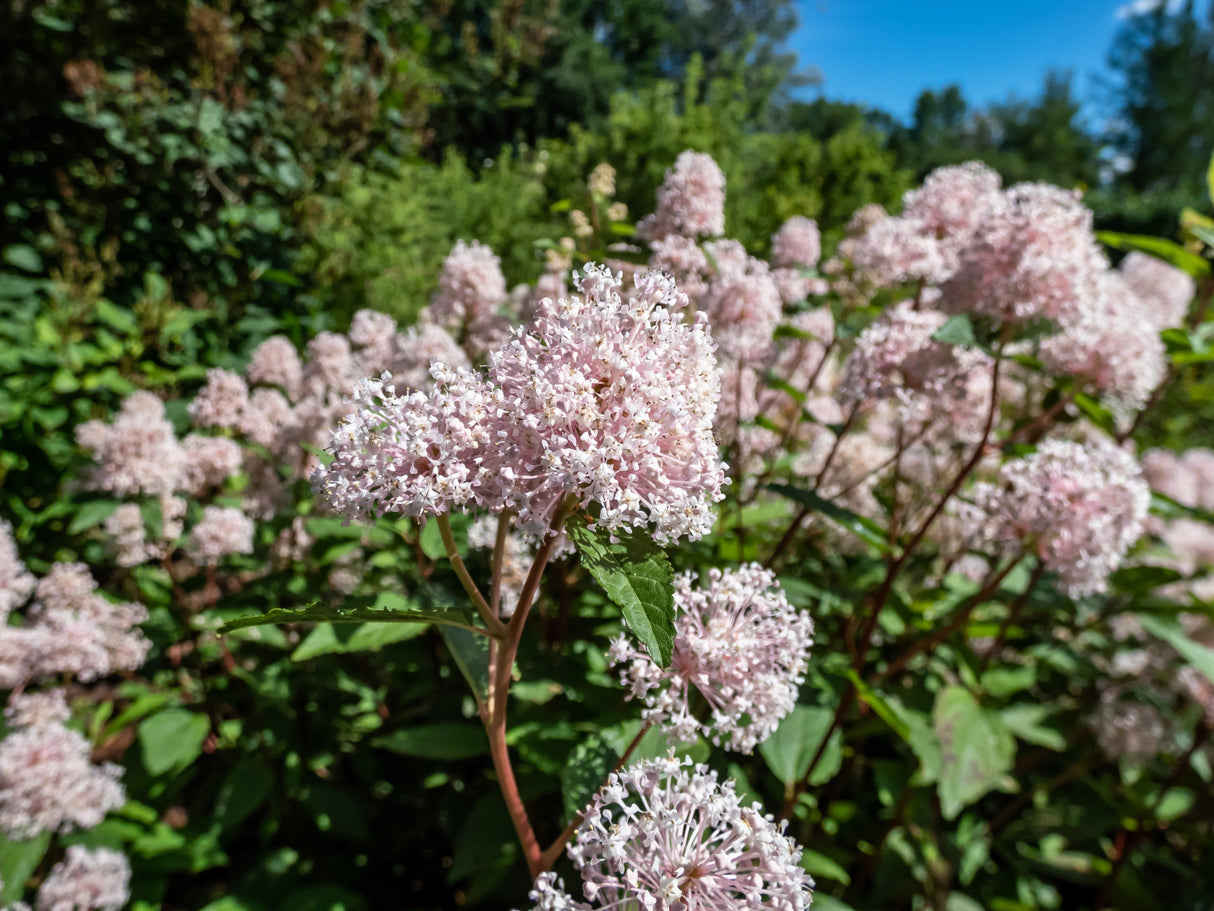 20 NEW JERSEY TEA Hummingbird Flower Ceanothus Americanus White Light Pink Shrub Seeds
