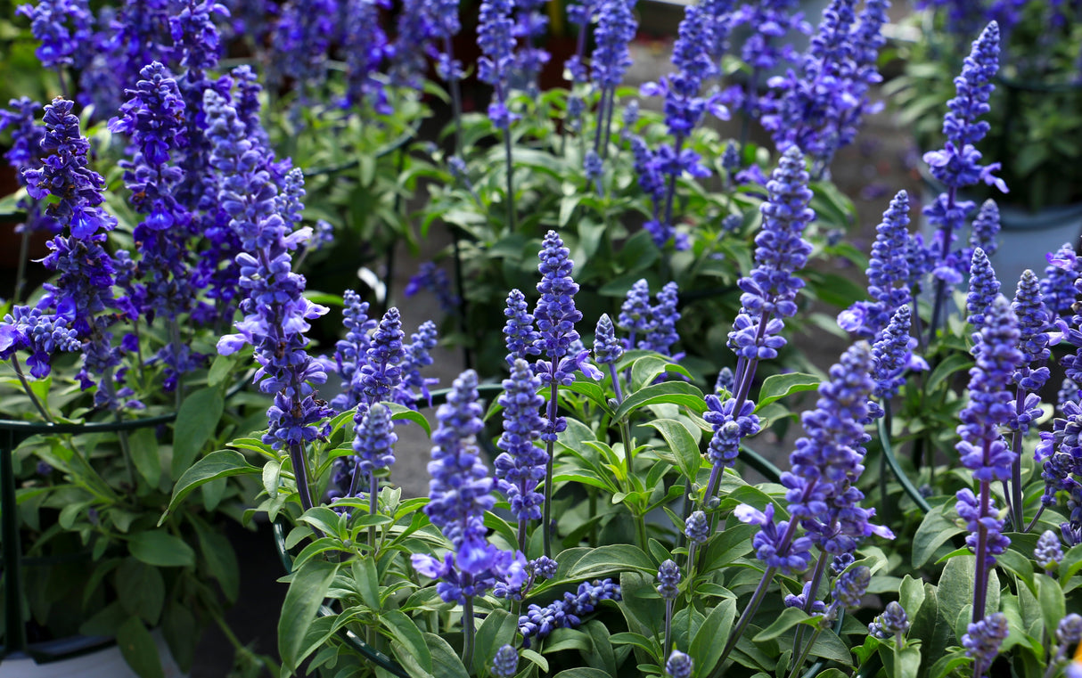 500 BLUE BEDDER SAGE Salvia Farinacea Flower Seeds