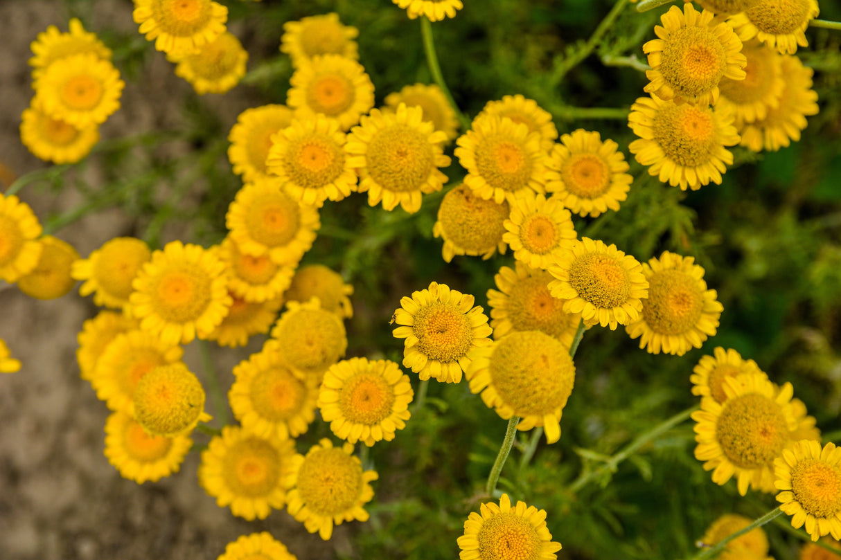 250 GOLDEN MARGUERITE DAISY Dyer's Yellow Chamomile Anthemis Tinctoria Kelwayi Cota Tinctoria Paris Daisy Herb Flower Seeds