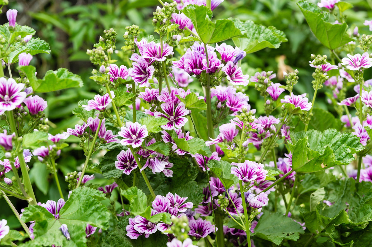 20 ZEBRA MALLOW Malva sylvestris var. Zebrina Flower Seeds