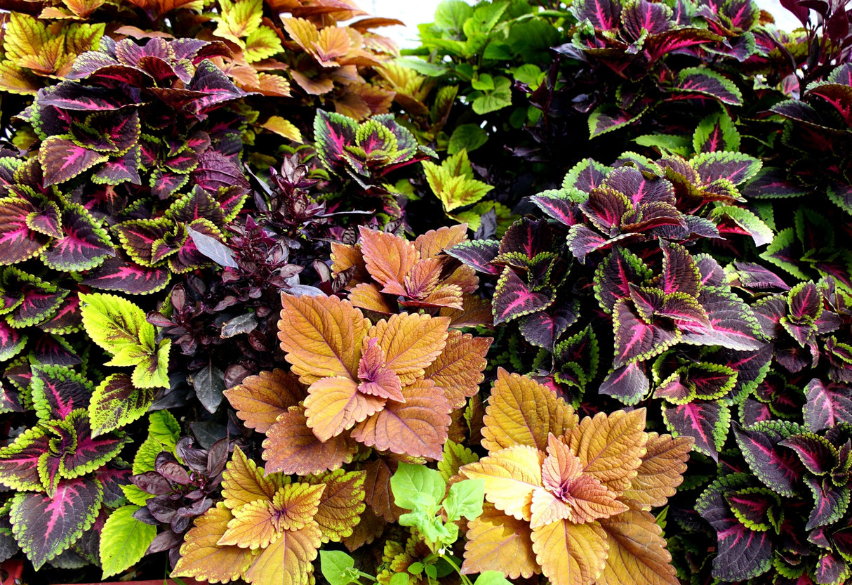100 Mixed Colors COLEUS RAINBOW MIX Shade Houseplant Solenostemon Flower Seeds