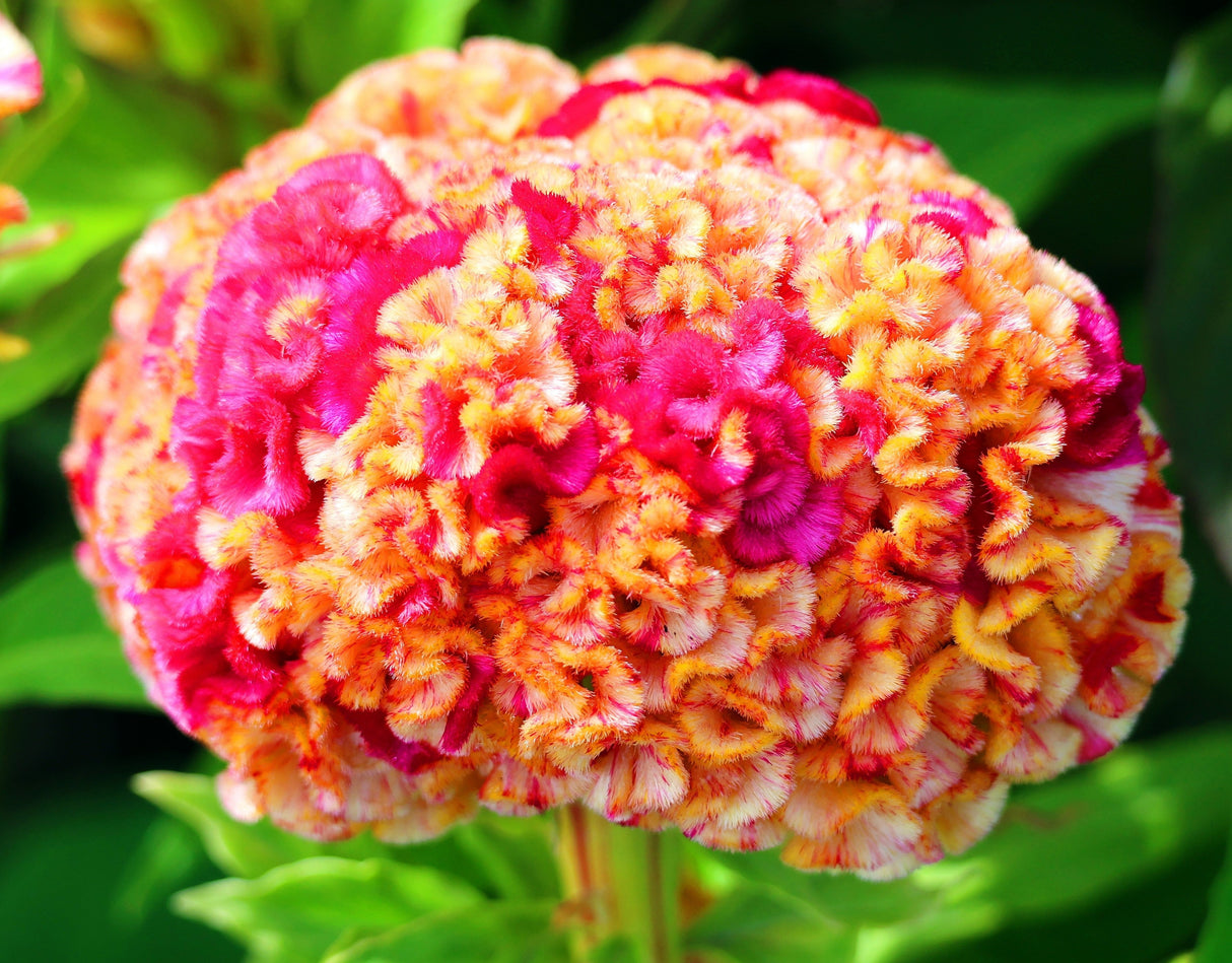 100 CORAL GARDENS Mix CELOSIA Cockscomb Celosia Argentea Cristata Flower Seeds