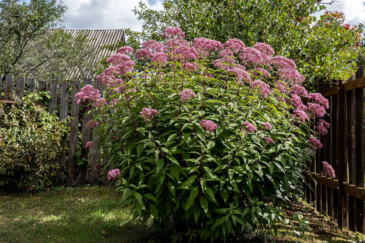 50 Mixed Colors JOE PYE WEED Eupatorium Maculatum Flower Seeds