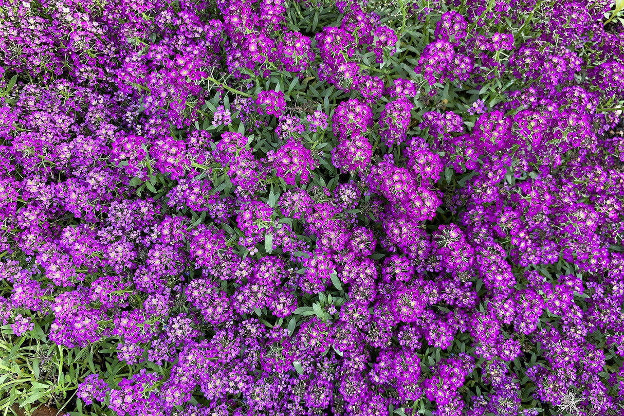 100 EASTER BONNET ALYSSUM Lobularia Maritima Bright Violet Purple Flower Seeds