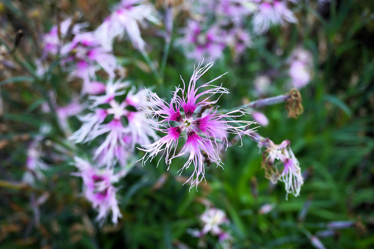 1000 FRINGED PINKS DIANTHUS Superbus White Pink Purple Flower Seeds