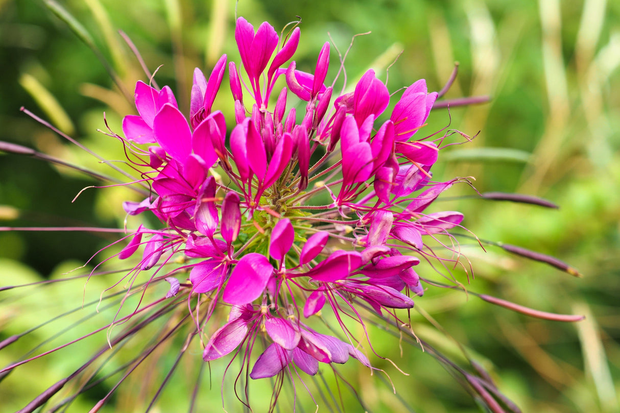 200 CHERRY QUEEN CLEOME Spinosa Hassleriana Carmine Rose Spider Flower Seeds