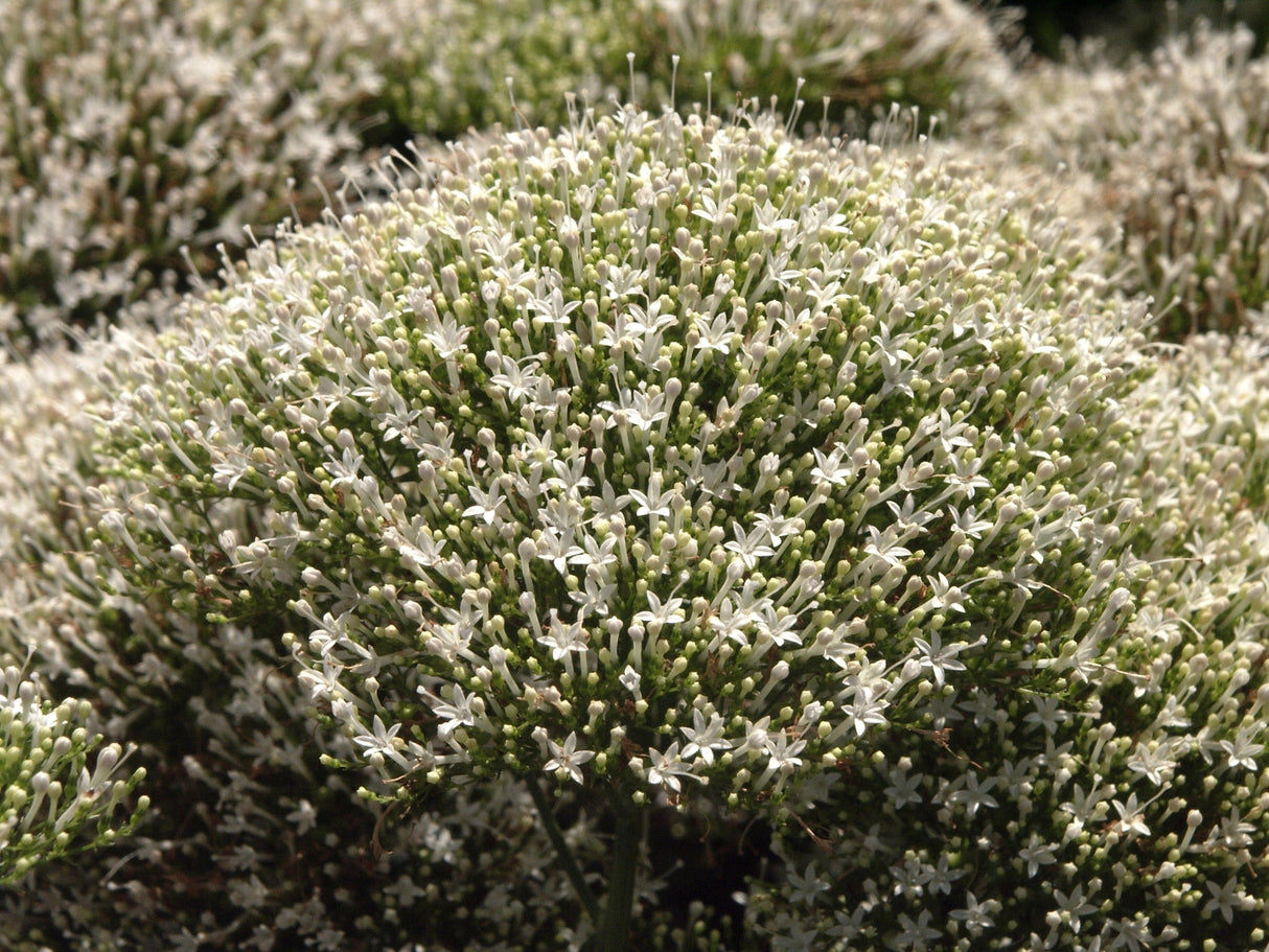 25 WHITE THROATWORT Trachelium Caeruleum Flower Seeds
