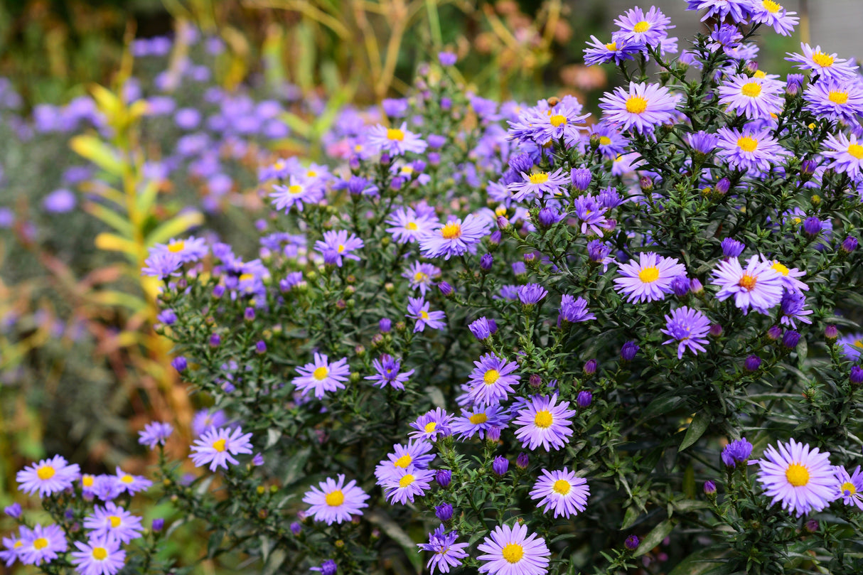 100 PURPLE Smooth Violet PRAIRIE ASTER Aster Tanacetifolia Tahoka Daisy Flower Seeds