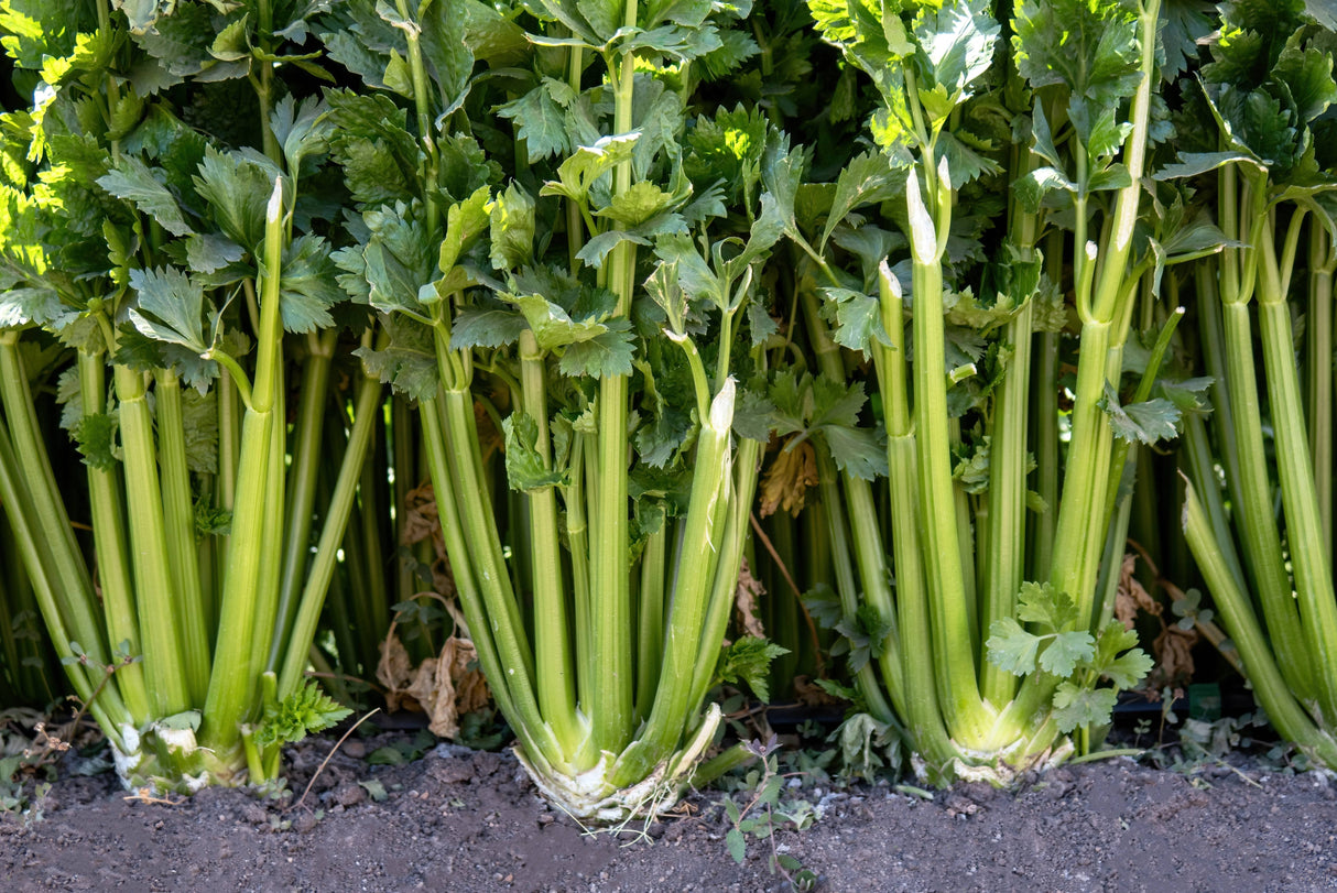 1000 TENDERCRISP CELERY Stalks & Leaves Apium Graveolens Vegetable Seeds