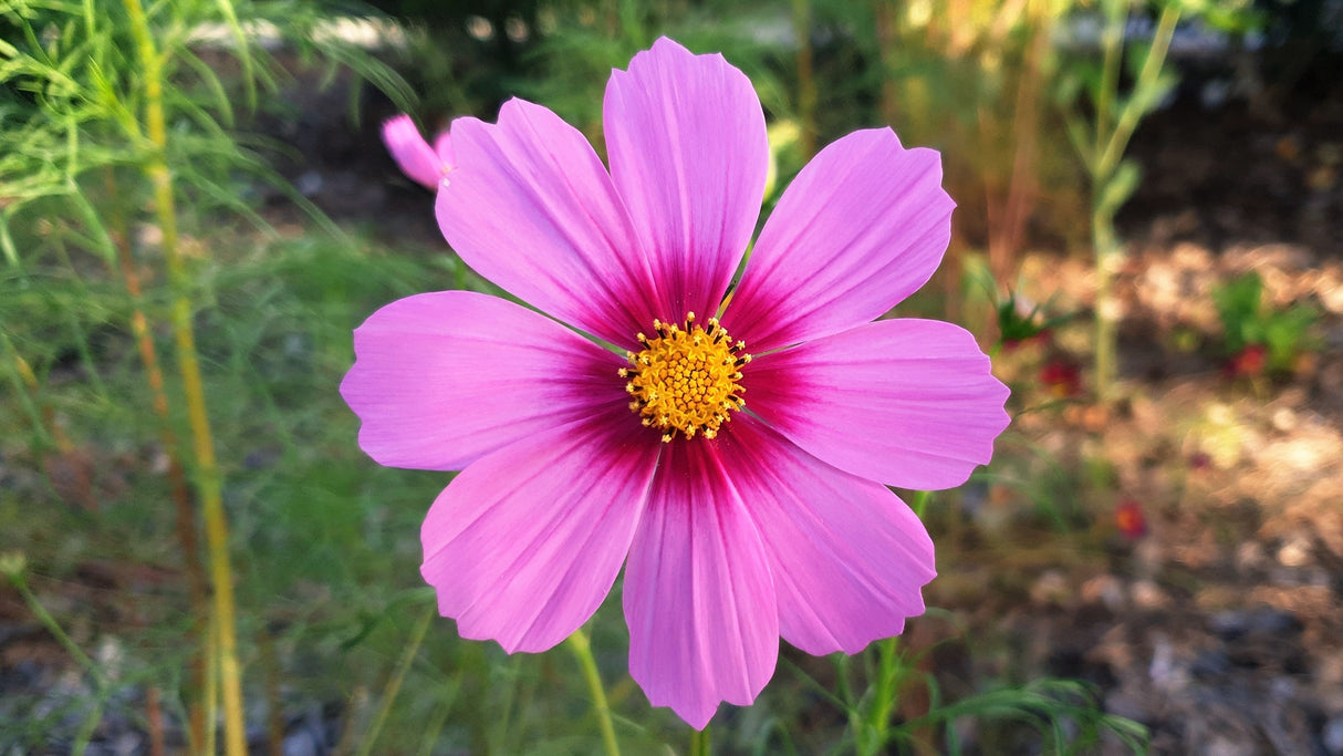 300 GLORIA COSMOS Bipinnatus 2-Tone Pink Fast Growing Flower Seeds