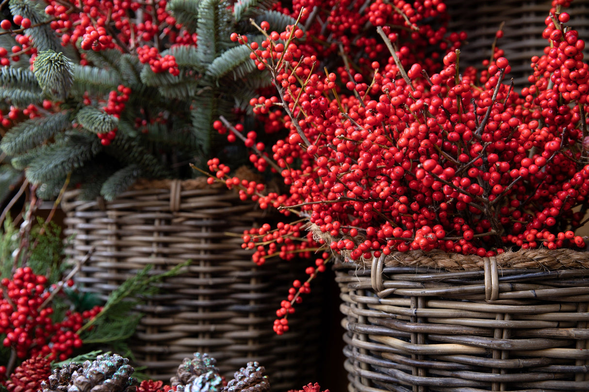 50 WINTERBERRY Holly Ilex Verticillata - Candian Holly / Fever Bush / Black Alder Tree Shrub Red Berry White Flower Seeds