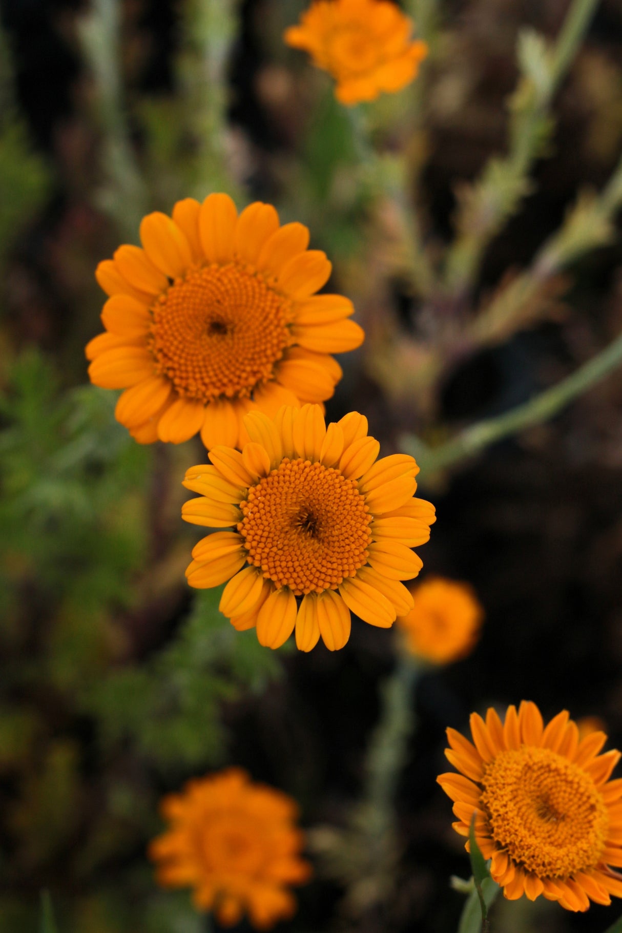 250 ORANGE MARGUERITE DAISY Anthemis Sancti-Johannis Cota Tinctoria St. John's Chamomile Dyer's Herb Paris Daisy Flower Seeds
