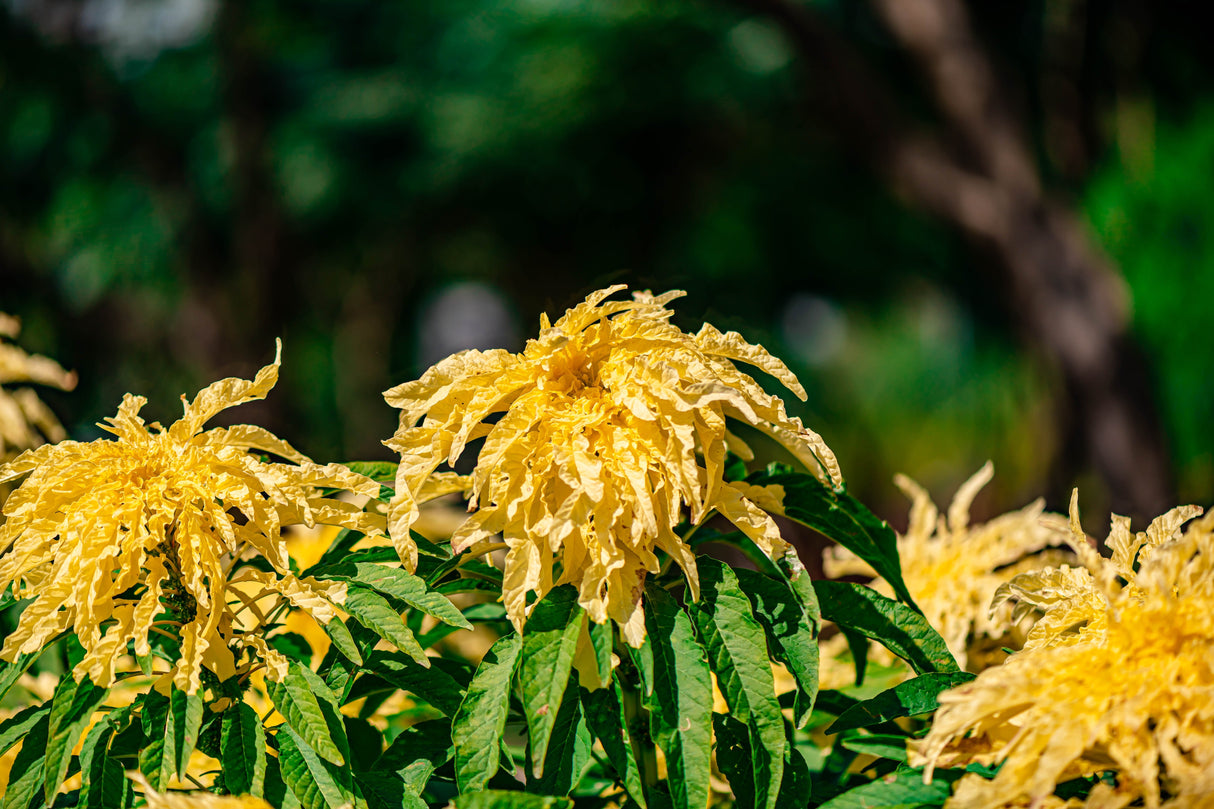 50 AURORA YELLOW AMARANTHUS Tricolor Josephs Coat Flower Seeds
