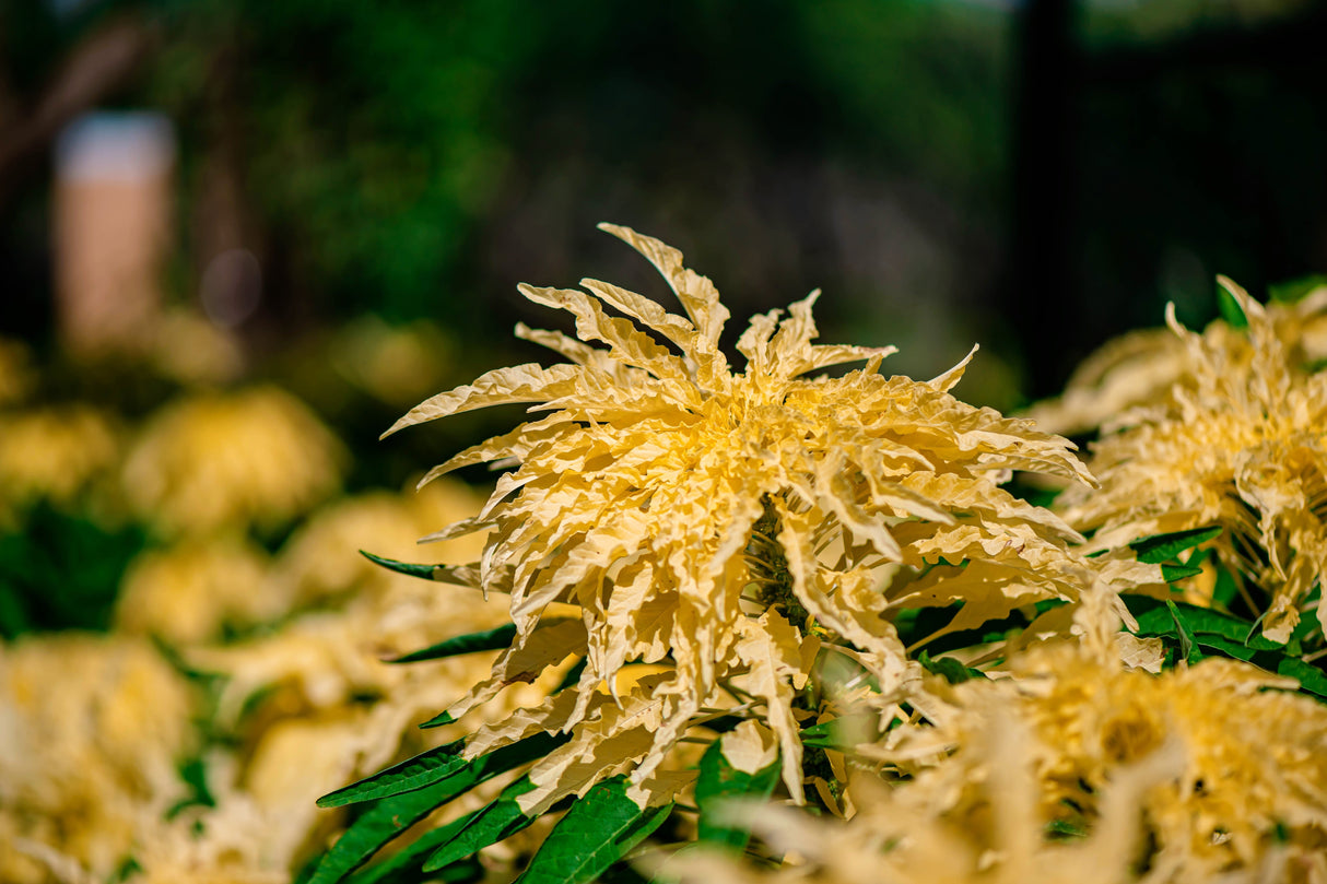 50 AURORA YELLOW AMARANTHUS Tricolor Josephs Coat Flower Seeds