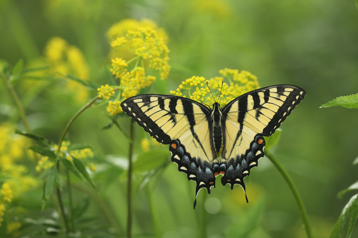 150 GOLDEN ALEXANDER (Golden Zizia / Meadow Zizia) Zizia Aurea Flower Seeds