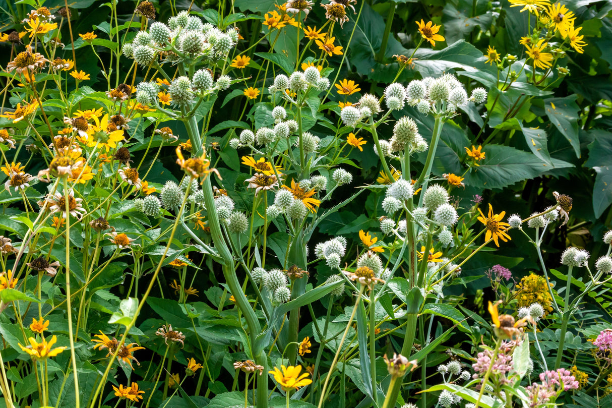 200 RATTLESNAKE MASTER / Button Snakeroot Eryngium Yuccifolium Flower Seeds