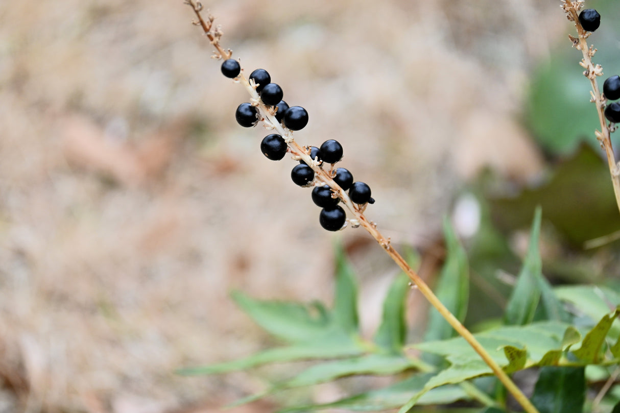 5 LILYTURF Liriope Muscari aka Big Blue Lily Turf / Monkey Grass Flower Seeds