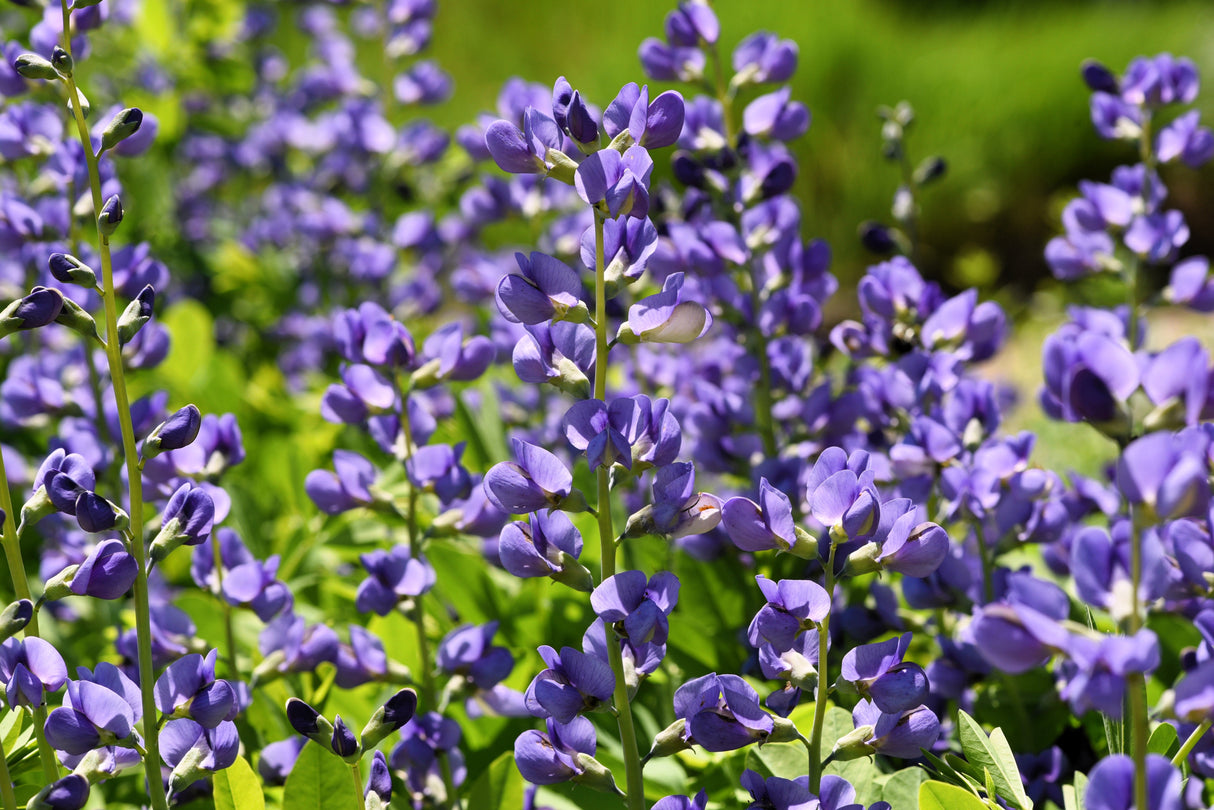 50 BLUE WILD INDIGO (False Indigo) Baptisia Australis Flower Seeds