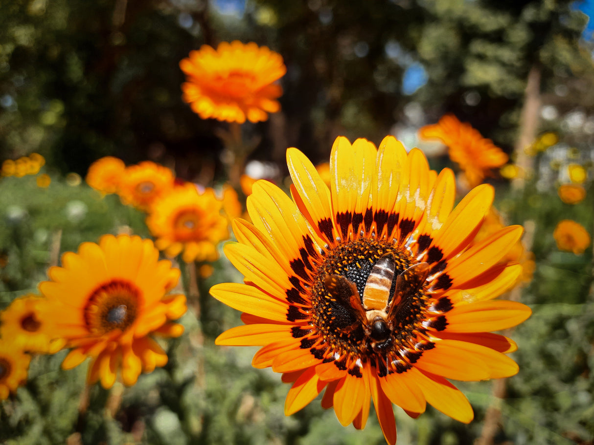 50 ORANGE PRINCE Cape DAISY Monarch of the Veldt Venidium Fastuosum Flower Seeds