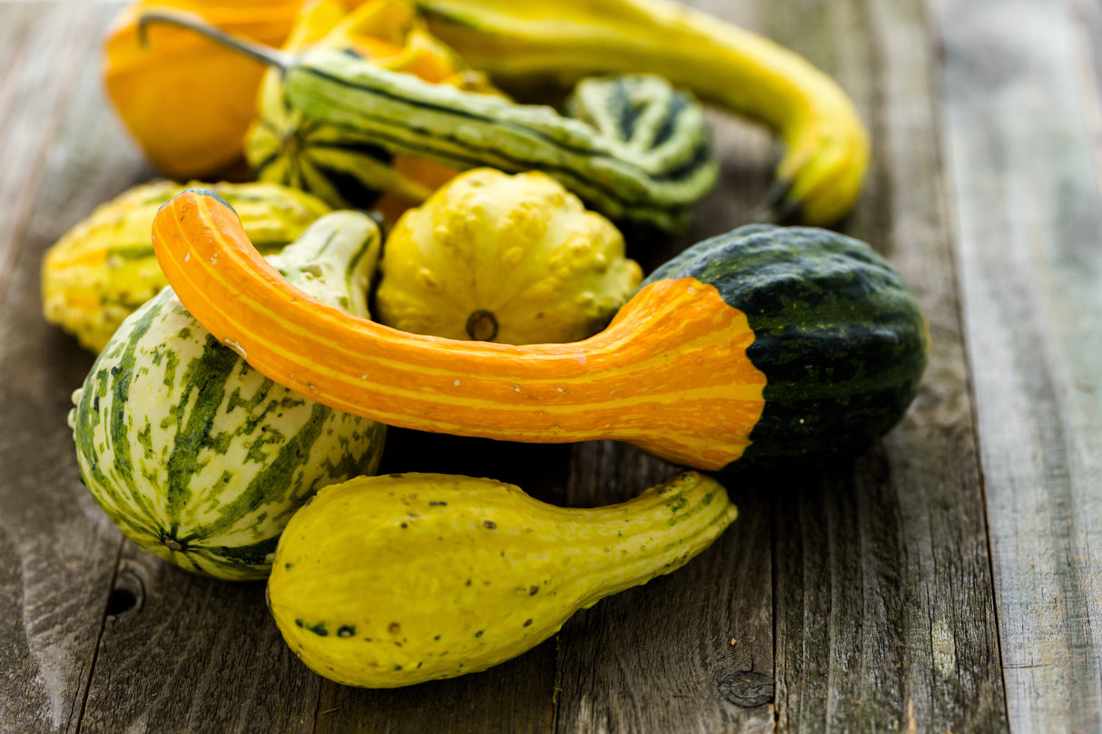 30 MIXED GOURD Lagenaria Siceraria Seeds