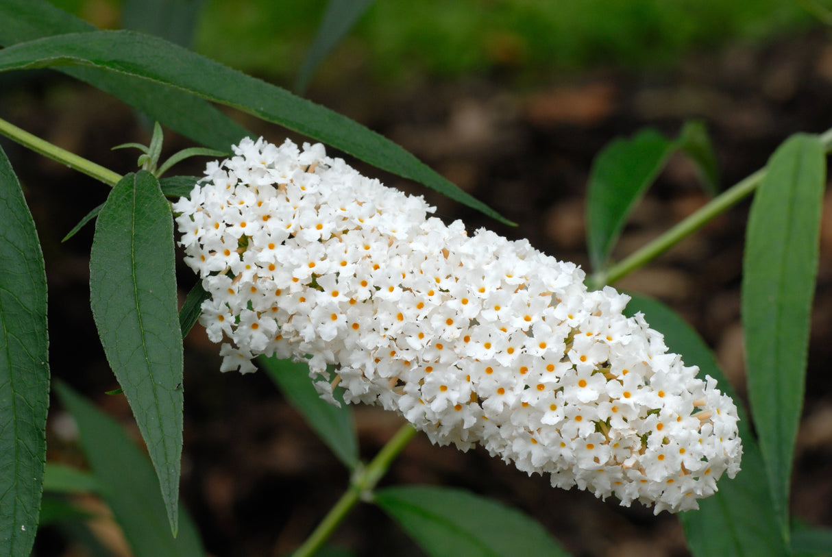 50 WHITE BUTTERFLY BUSH Buddleja Davidii Flower Seeds