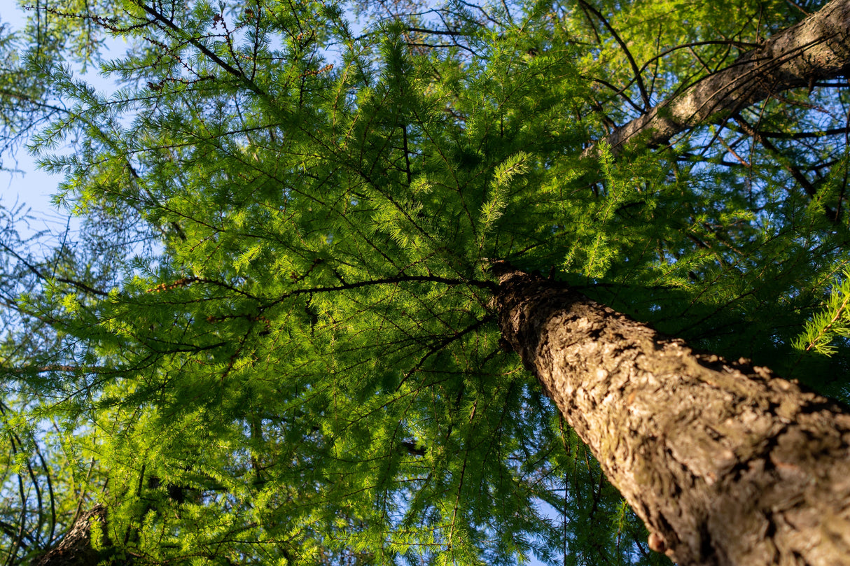 25 EUROPEAN LARCH TREE Pine Pinetree Evergreen Larix Decidua Seeds