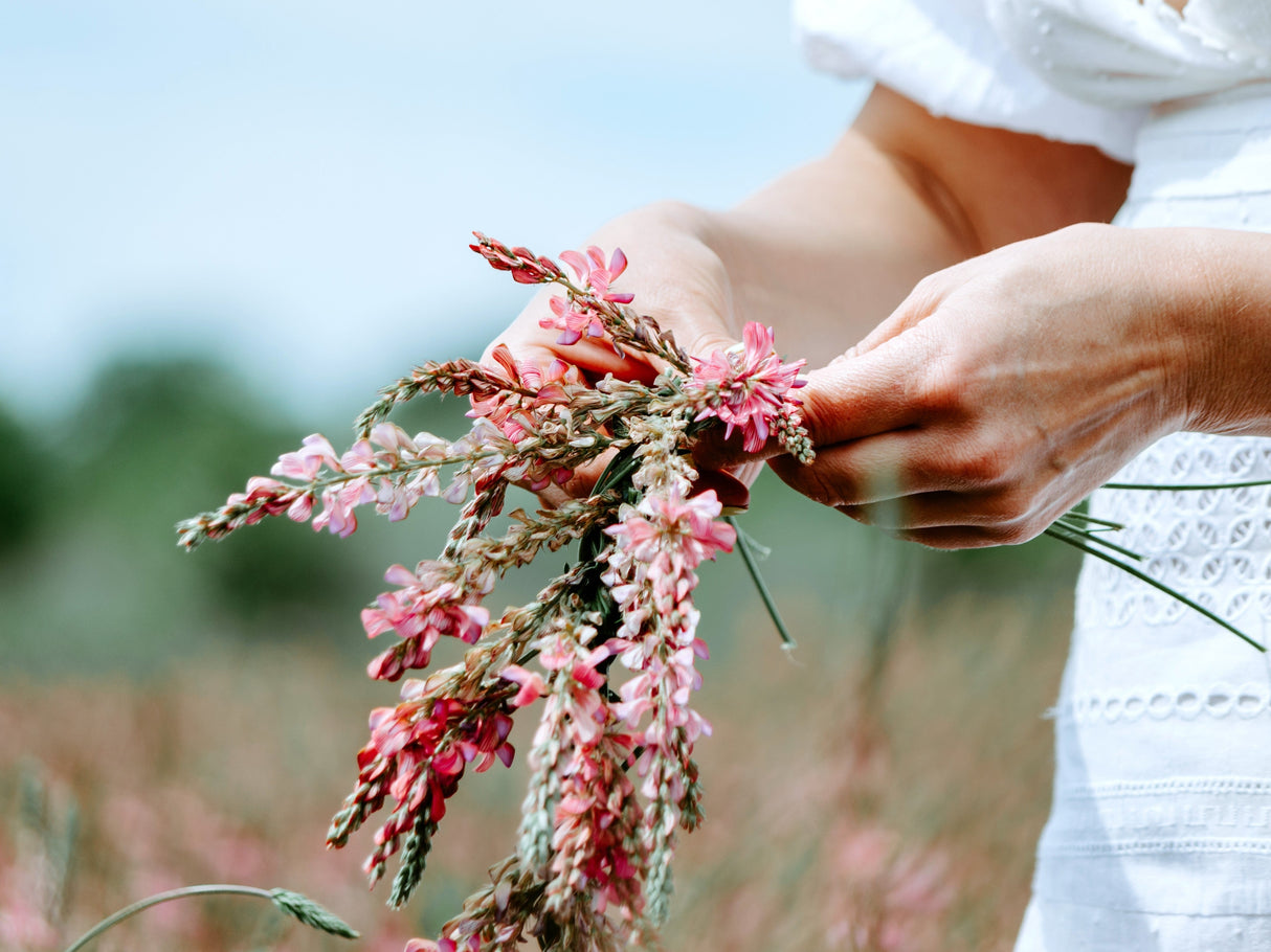 50 PINK SAINFOIN Common Onobrychis Viciifolia Holy Clover Legume Ground Cover Forage Flower Seeds