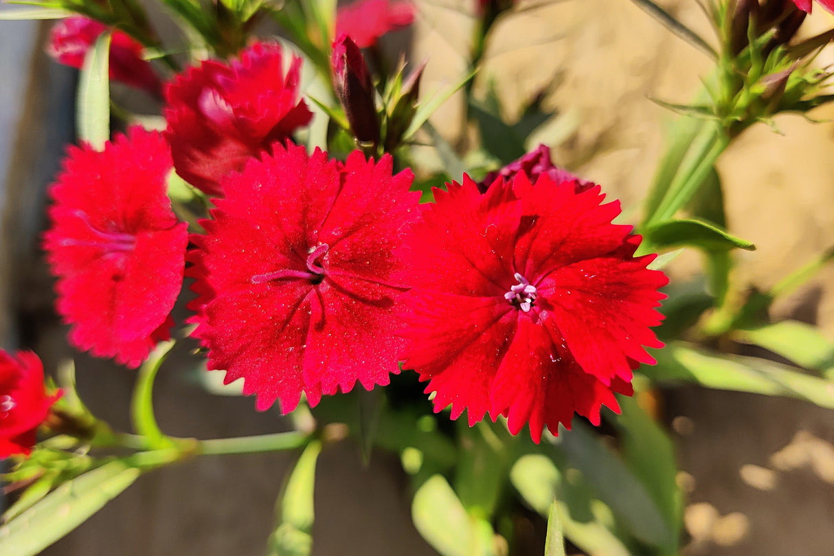 100 RED CARDINAL DIANTHUS Deltoides Flower Seeds