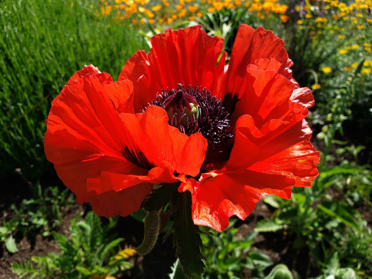 1000 MIXED Colors ORIENTAL POPPY Papaver Orientale Flower Seeds