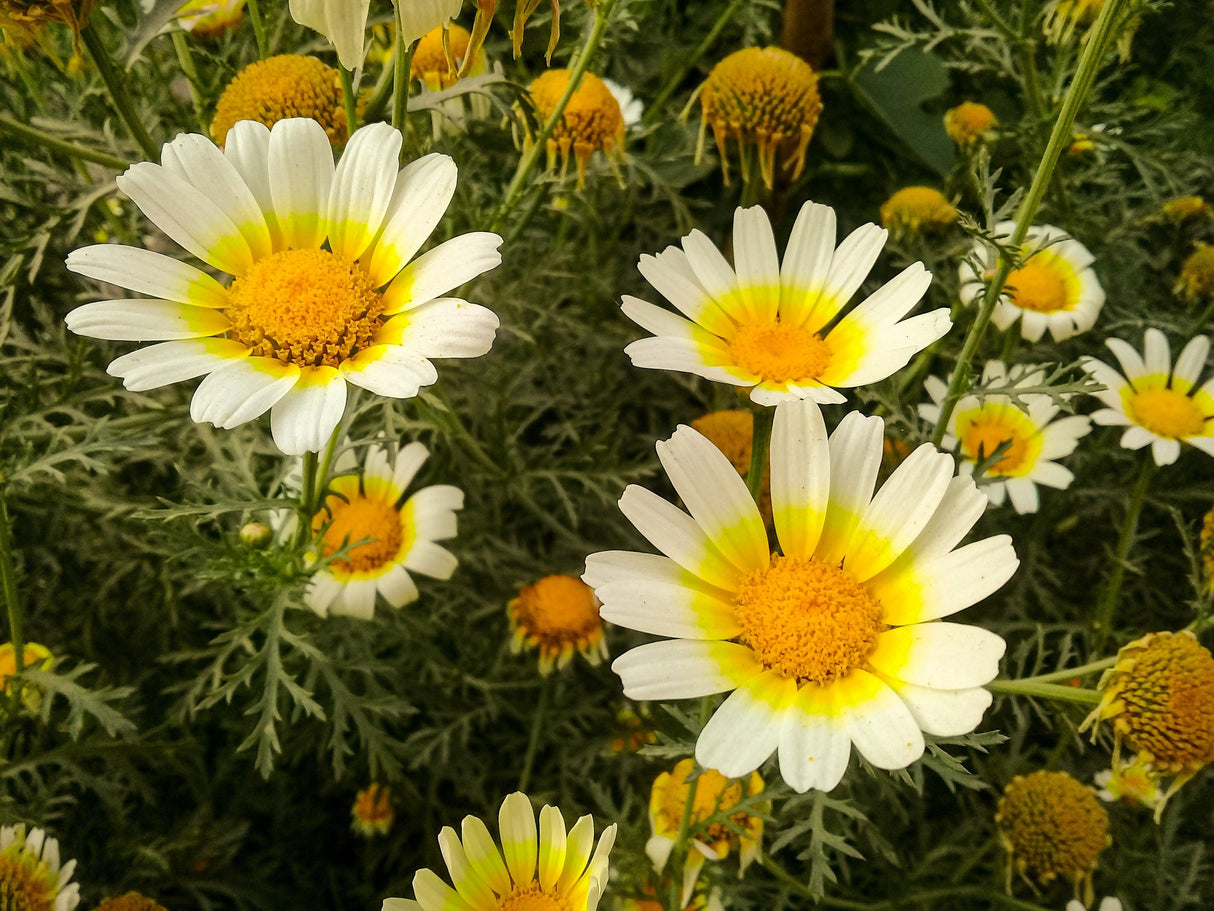 1000 GARLAND CROWN DAISY Chrysanthemum Coronarium Glebionis White Yellow Flower Seeds