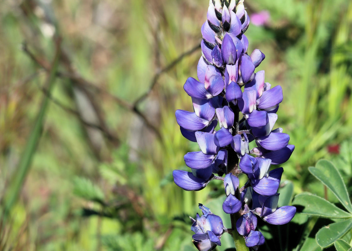 100 ARROYO LUPINE (Hollowleaf Lupine / Succulent Lupine) Lupinus Succulentus Flower Seeds