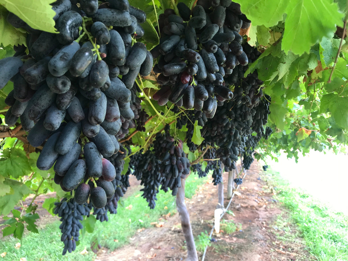 5 BLACK FINGER GRAPE Vitis Viniferia Fruit Vine Seeds