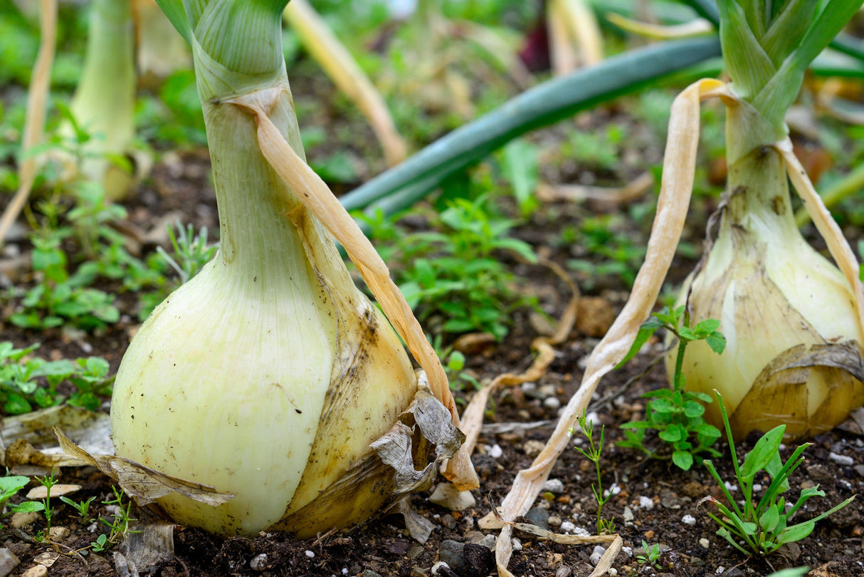 500 Sweet WHITE SPANISH ONION Allium Cepa Vegetable Seeds